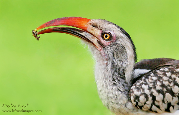 Red-billed Hornbill